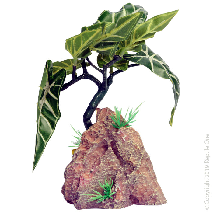 Reptile One Plant Alocasia With Resin Base 12x13x20cm