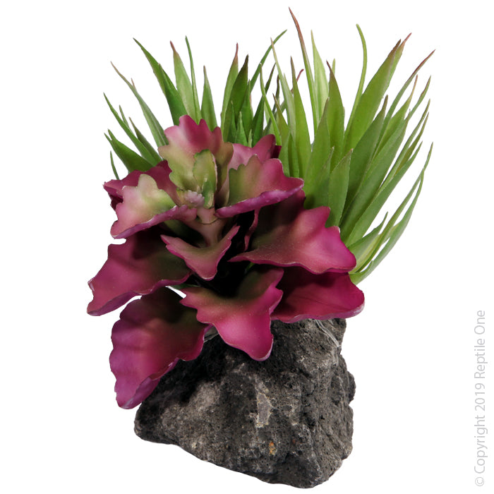 Reptile One Plant Tillandsia Garden With Pumice Base 16x14x11cm