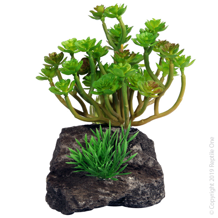 Reptile One Plant Echeveria Garden With Pumice Base 11.5x11.5x14cm
