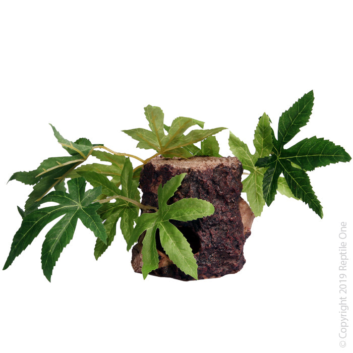 Reptile One Plant Sativa On Resin Log 10x10x9cm
