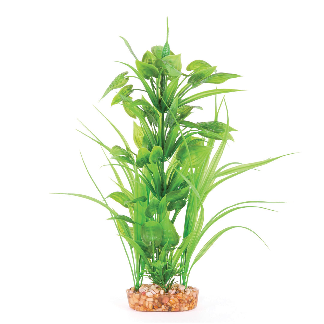 Kazoo Aquarium Plants Combo Thin Leaf W/spot - Xl 40cm