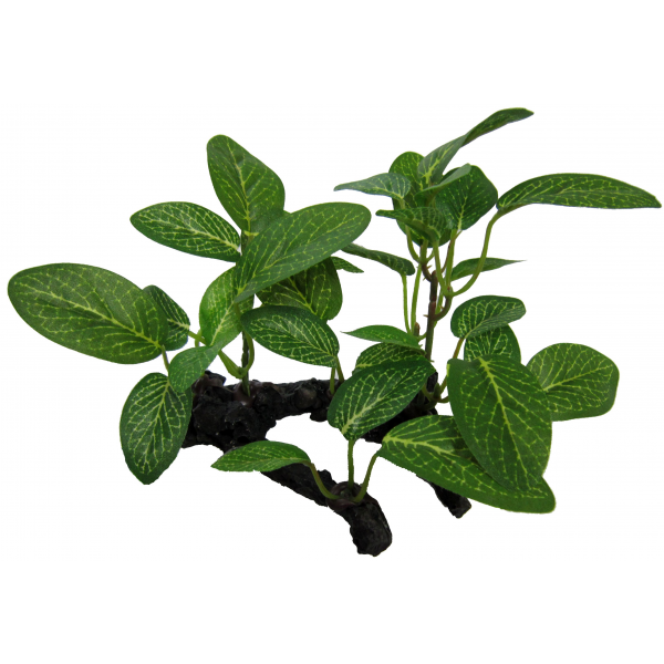 Amazon Jungle Plants African Shade Leaf On Log 10cm