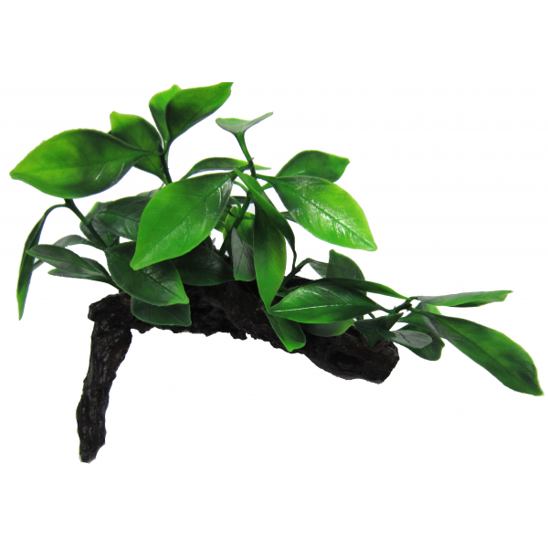 Amazon Jungle Plants Aphilia On Log 16cm