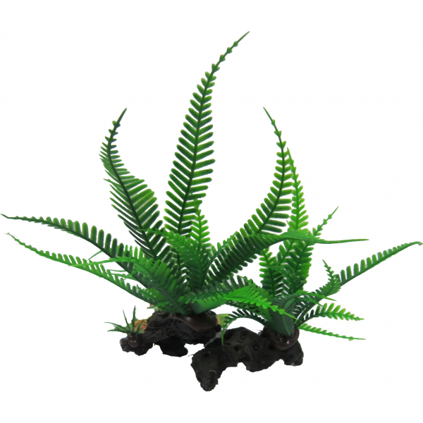 Amazon Jungle Plants Twin Lace Fern 18cm