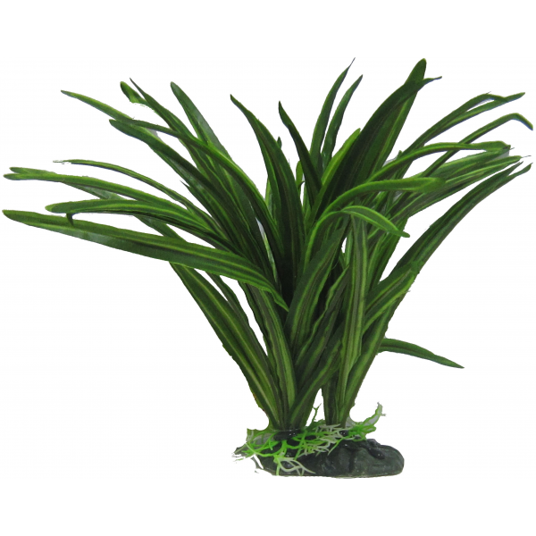 Amazon Jungle Plants African Sword Plant 25cm
