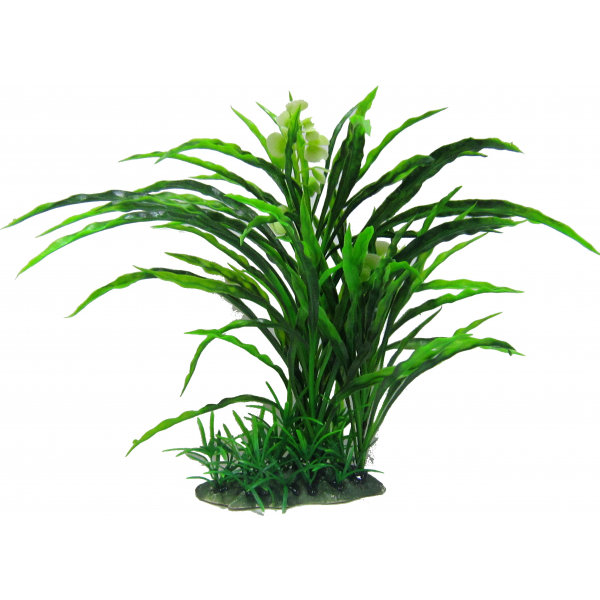 Amazon Jungle Plants Flowering Spinifex Tree 30cm