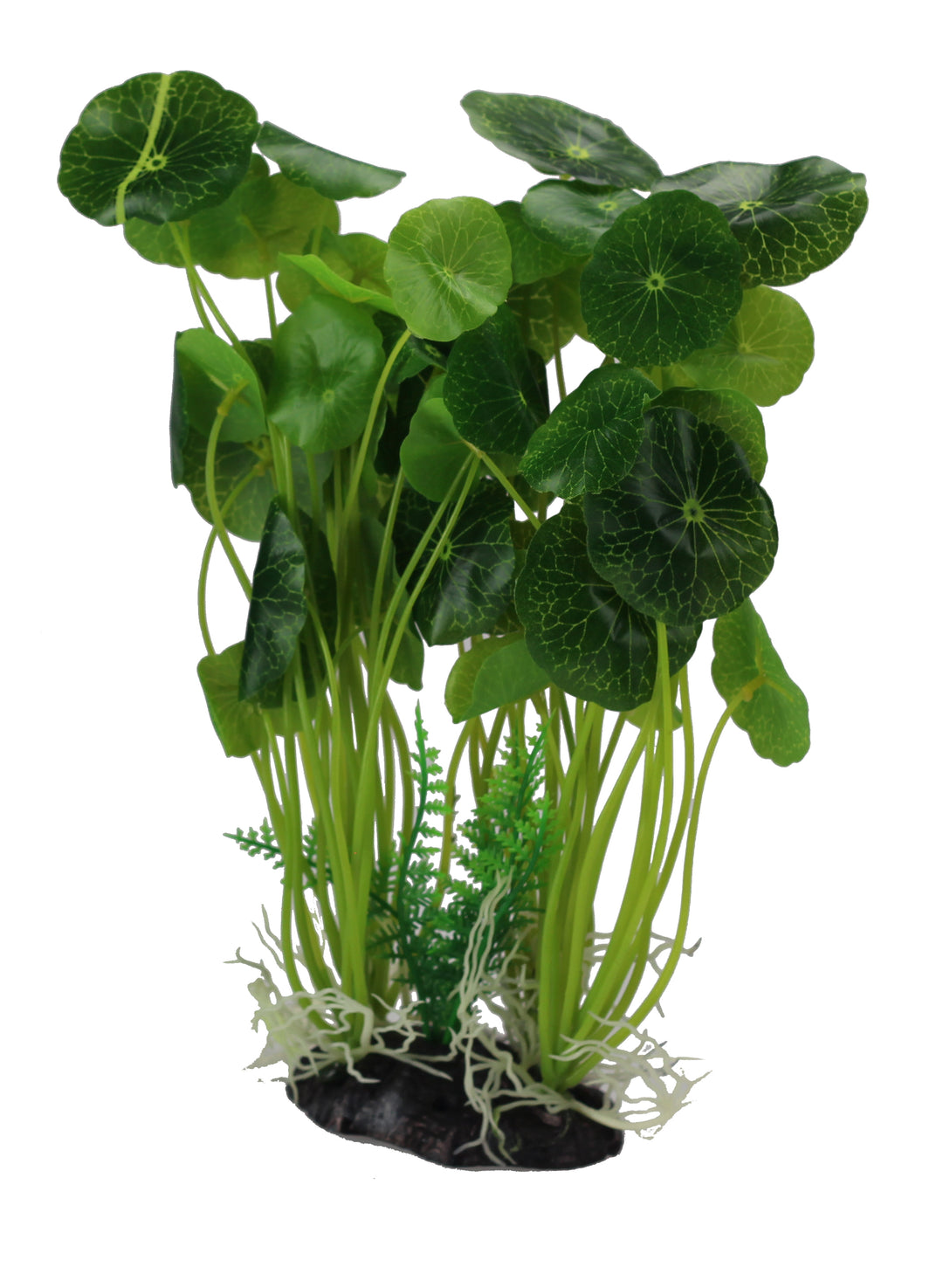 Amazon Jungle Plants Giant Pennywort Bush Large