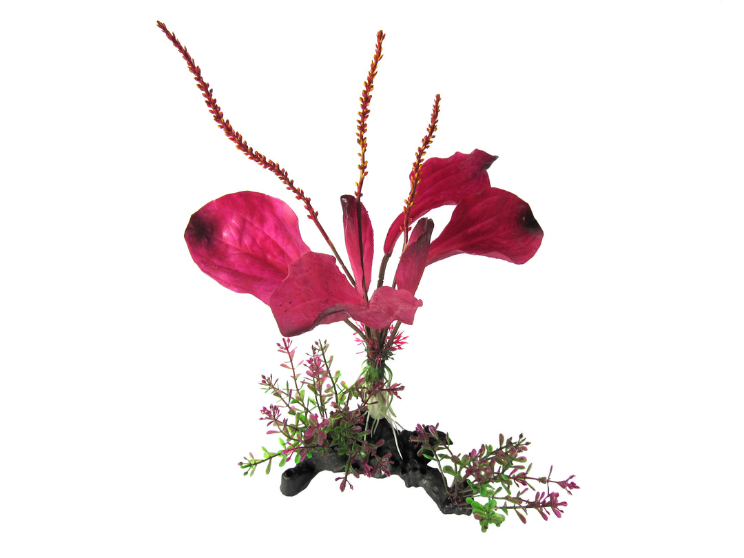 Amazon Jungle Plants Rainbow Spade Plant On Branch 25cm