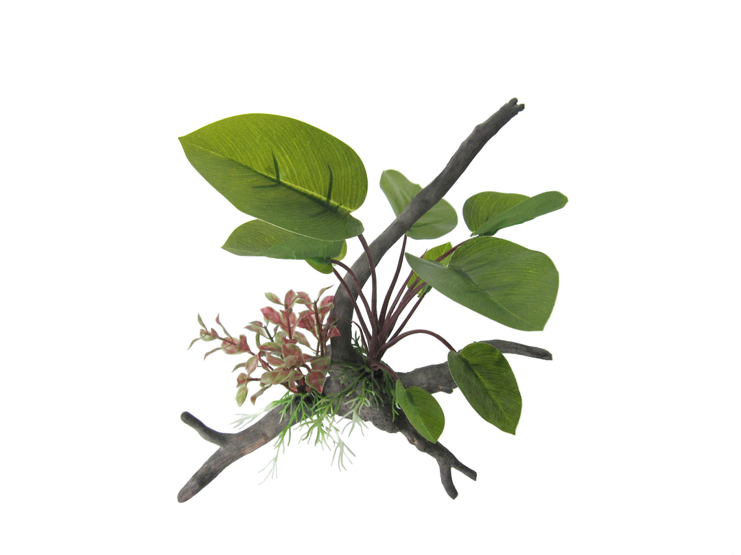 Amazon Jungle Plants Anubias Span Plant On Branch 26cm