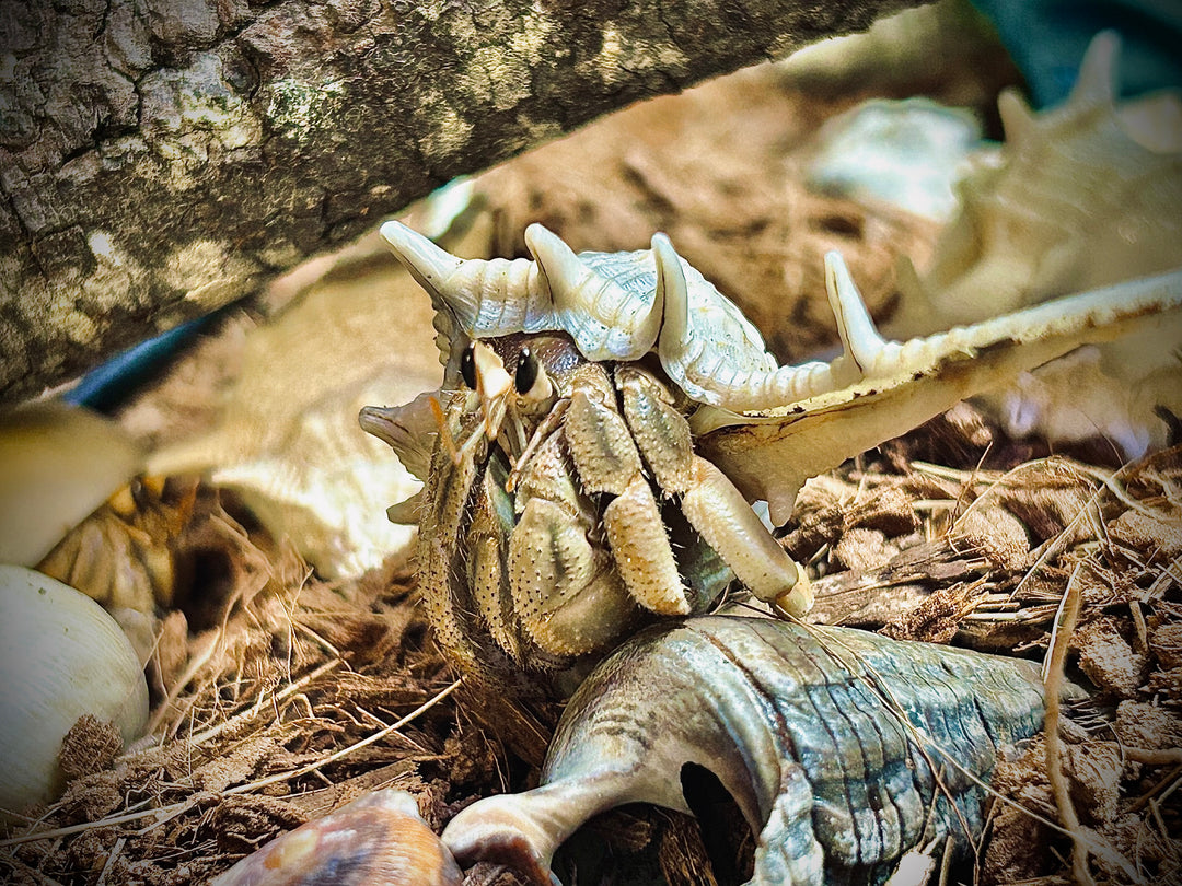 Hermit Crabs