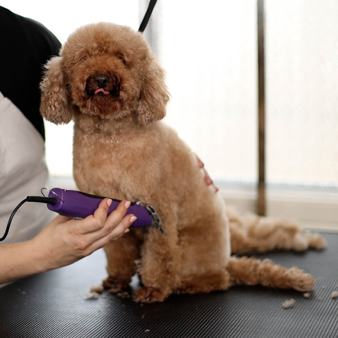 Dog Grooming