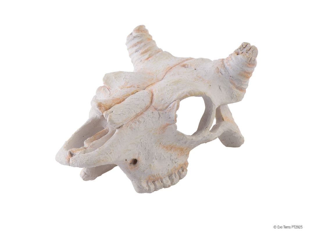 Exo Terra Buffalo Skull Small