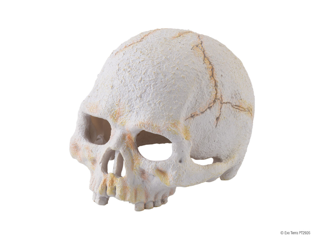 Exo Terra Primate Skull Small