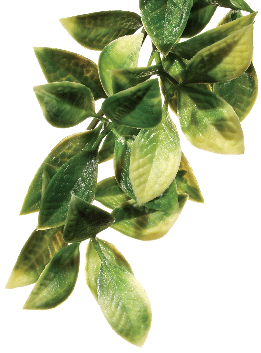Exo Terra Plants Forest Mandarin Small