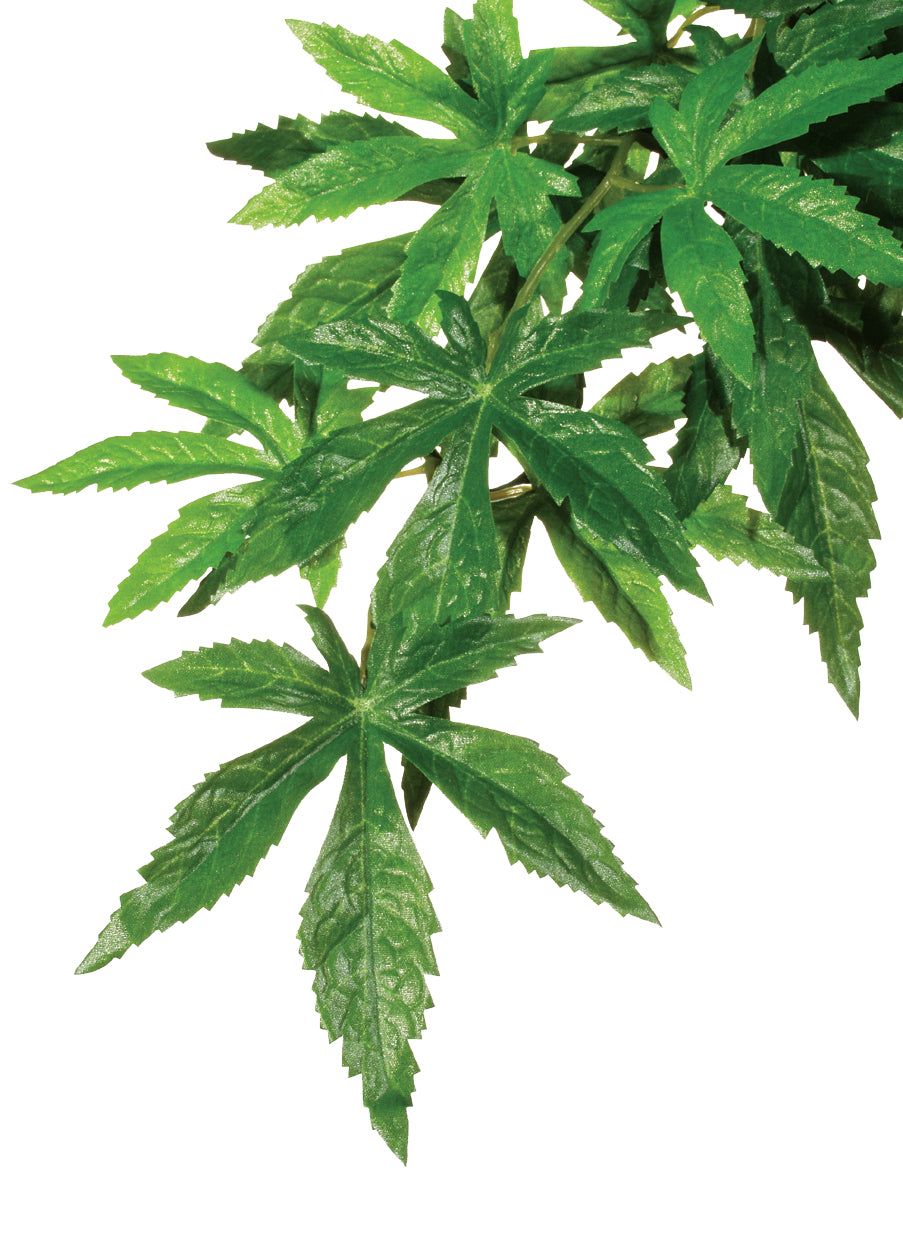 Exo Terra Plants Forest Abutilon Medium