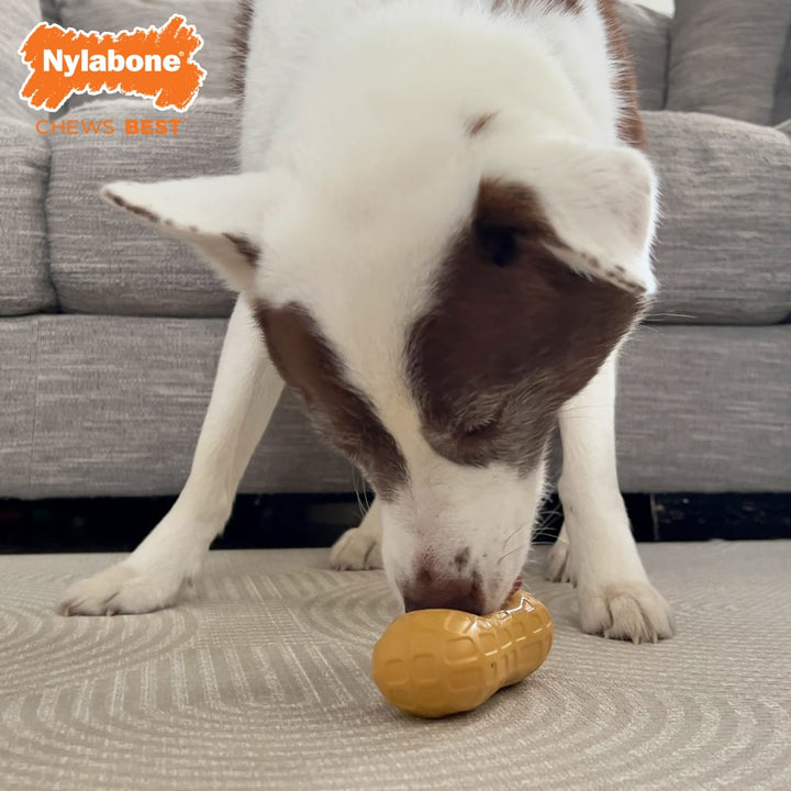 Nylabone Rubber Peanut Treat Toy Wolf