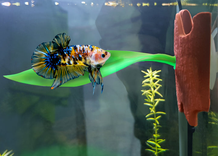 Aqua One Silicone Betta Hammock with Bark