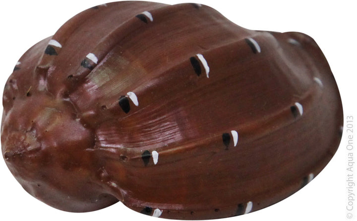 Aqua One Hermit Crab Shell Chocolate