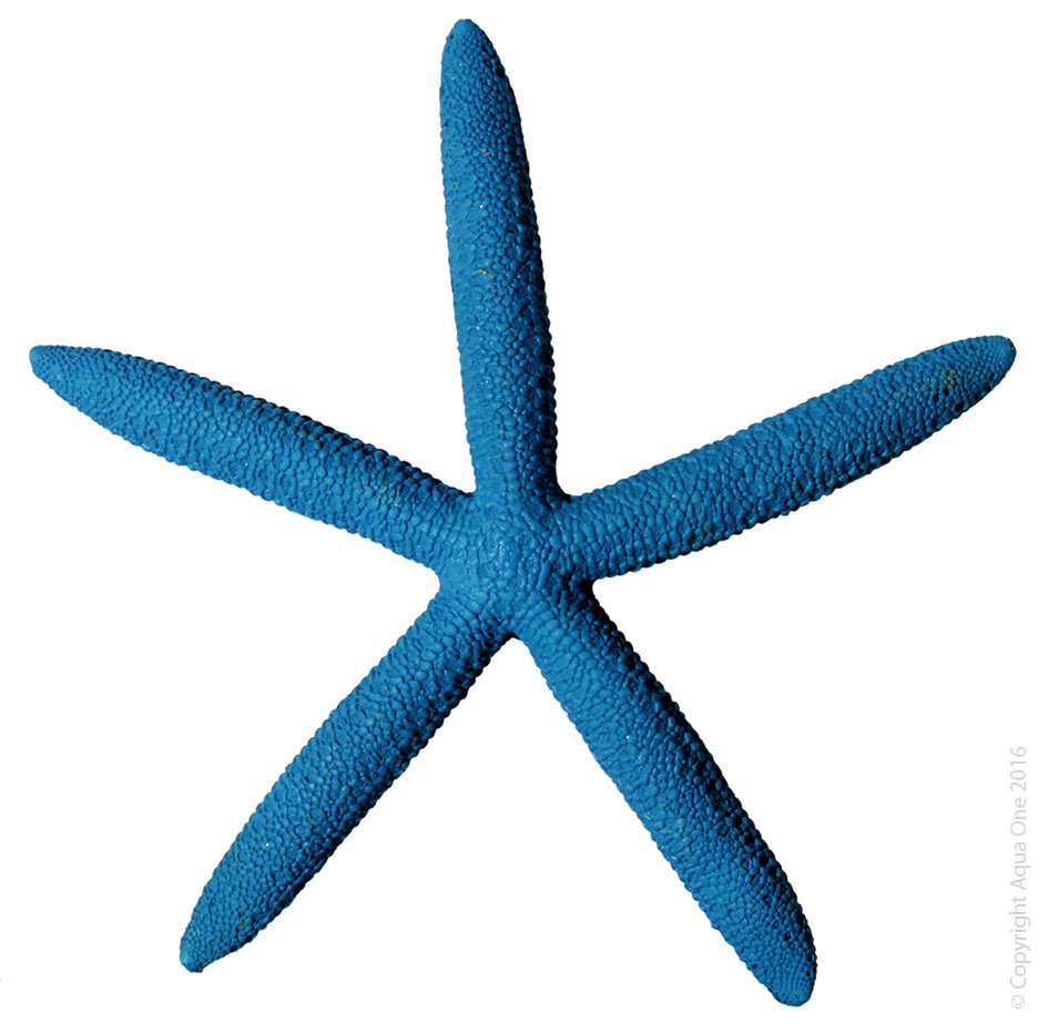 Aqua One Hermit Crab StarfIsh - Blue