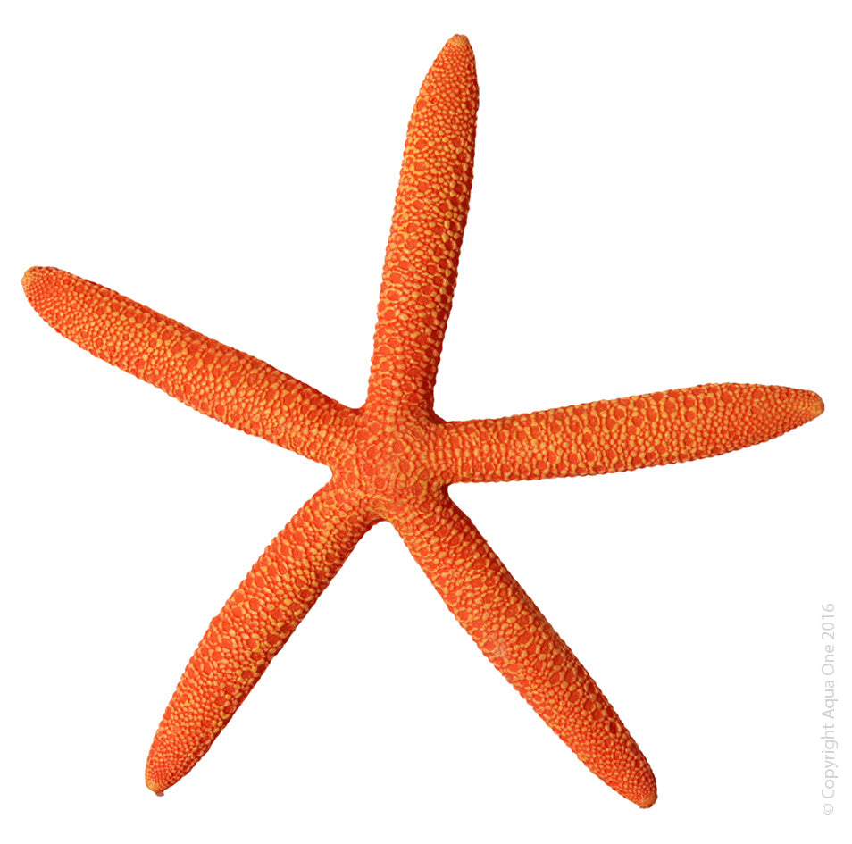 Aqua One Hermit Crab Starfish - Orange