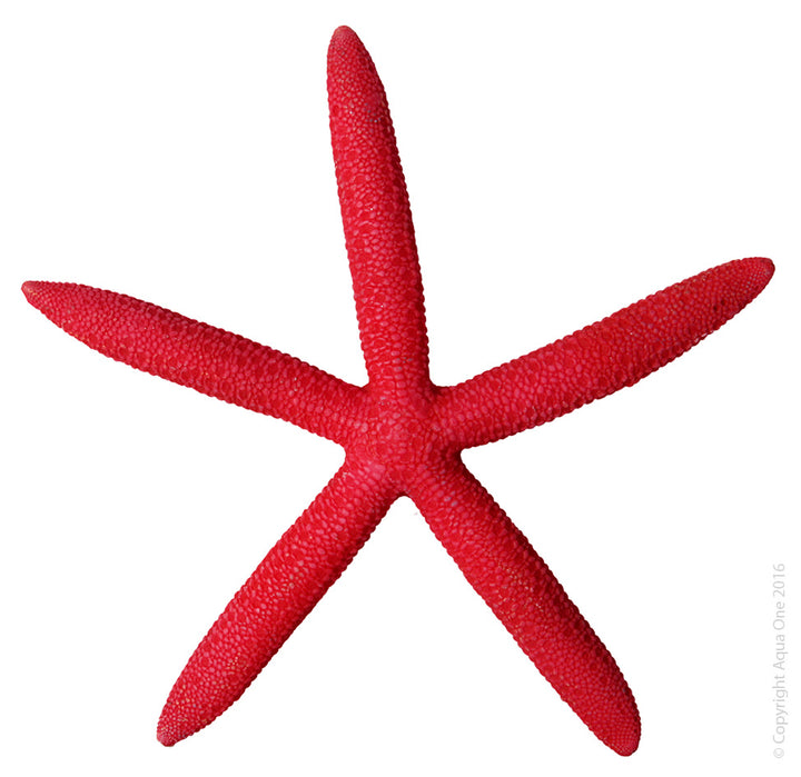 Aqua One Hermit Crab Starfish - Red