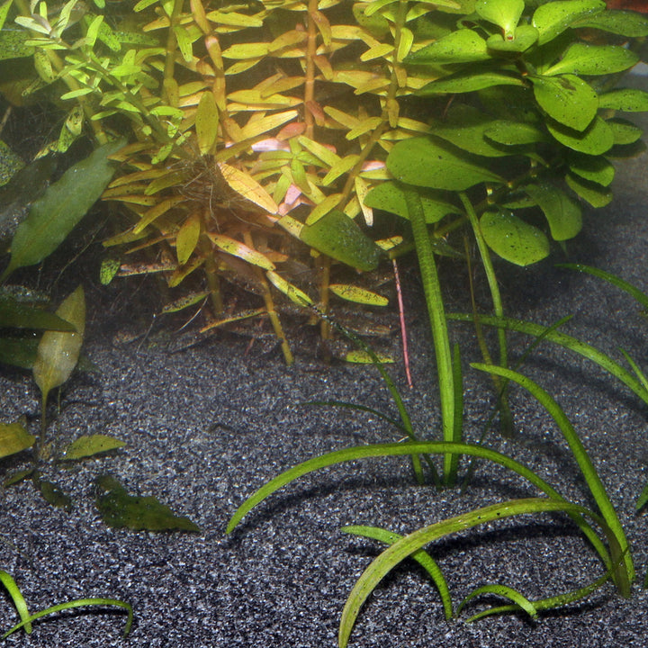 Jbl Substrate Sansibar Dark 10kg