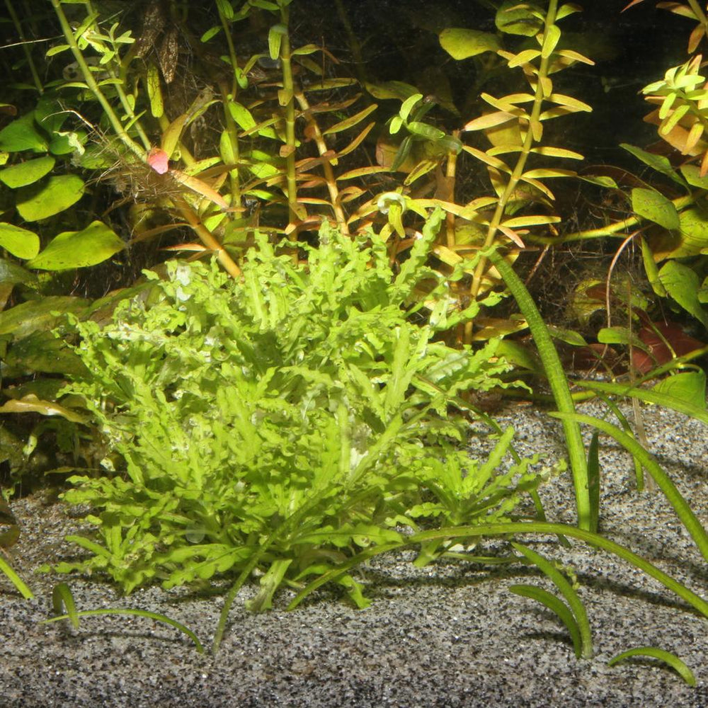 Jbl Substrate Sansibar Grey 10kg