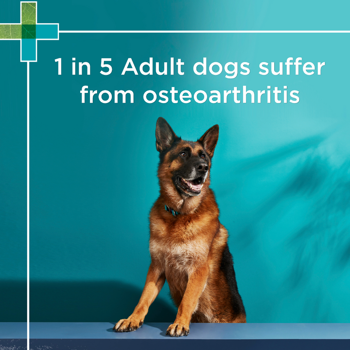 Paw Osteocare Dog Joint Health Chews 300g