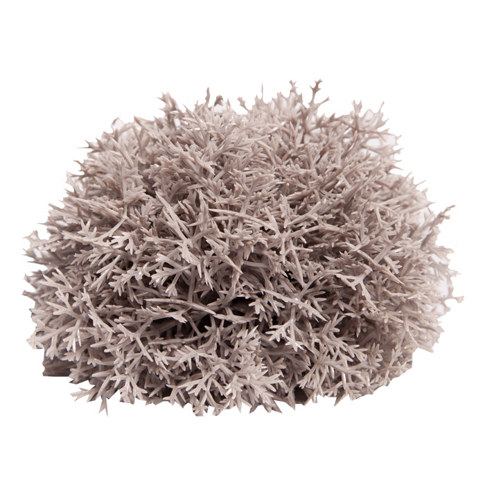 Reptile One Plant Mini Sphagnales Grey With Ceramic Base