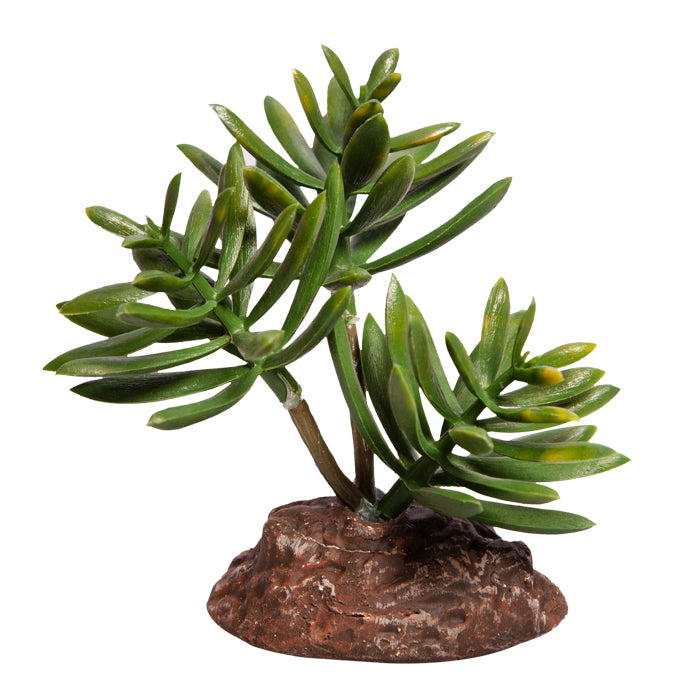 Reptile One Plant Mini Senecio Green With Ceramic Base