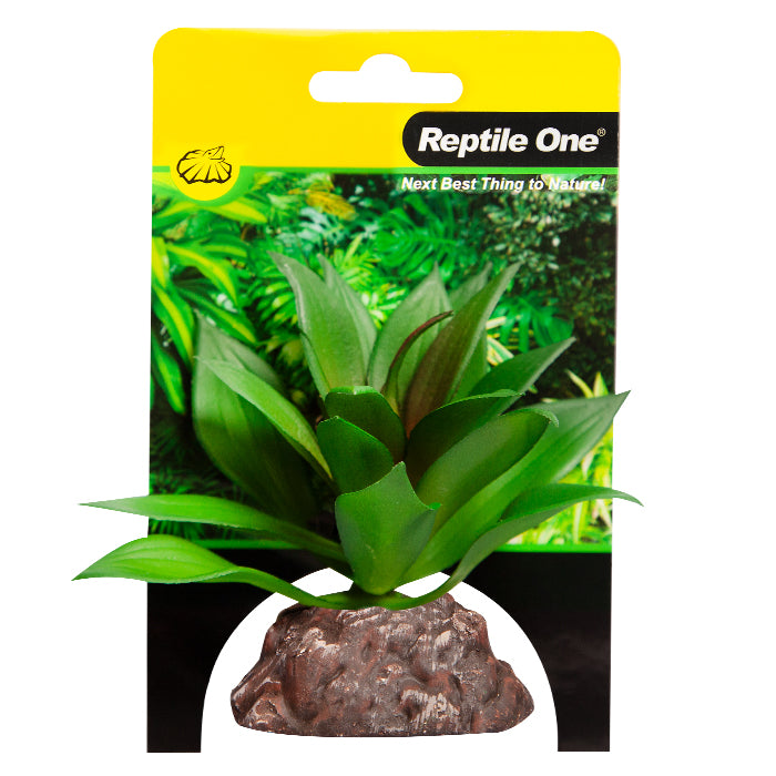 Reptile One Plant Mini Echeveria Red/green With Ceramic Base