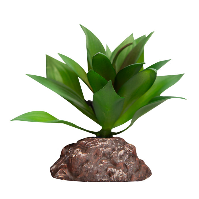 Reptile One Plant Mini Echeveria Red/green With Ceramic Base