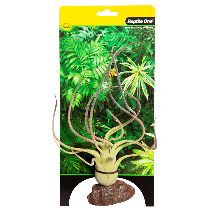 Reptile One Plant Small Paucifolia Green With Ceramic Base
