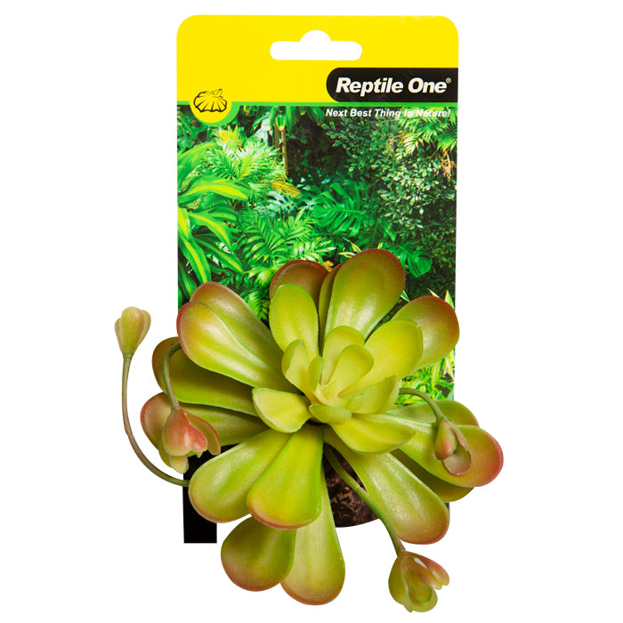 Reptile One Plant Mini Aeonium Green With Ceramic Base