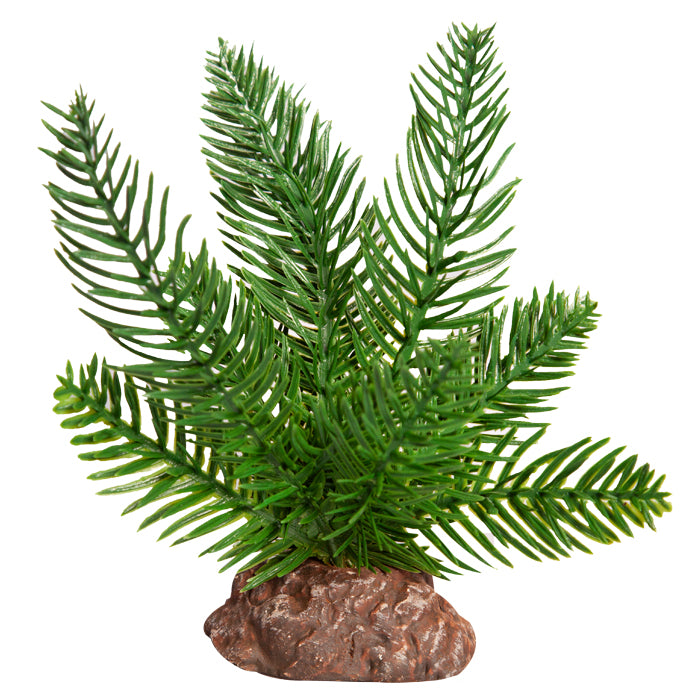 Reptile One Plant Sago Palm With Ceramic Base Small 