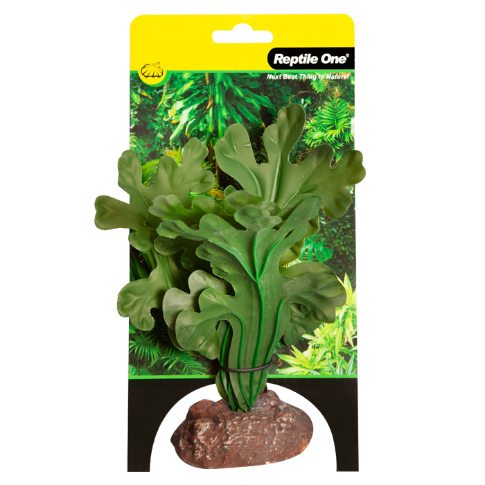 Reptile One Plant Small Fishbone Cactus Green With Ceramic Base