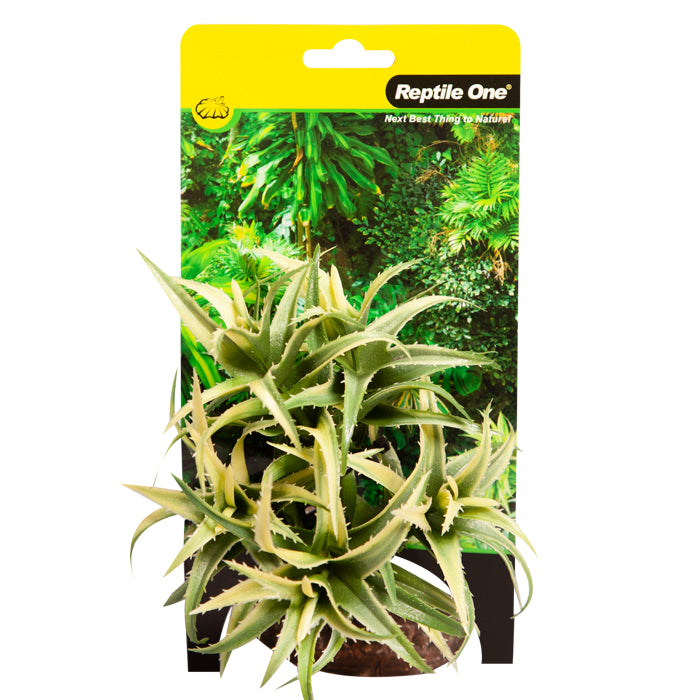 Reptile One Plant Small Flexuosa Green With Ceramic Base