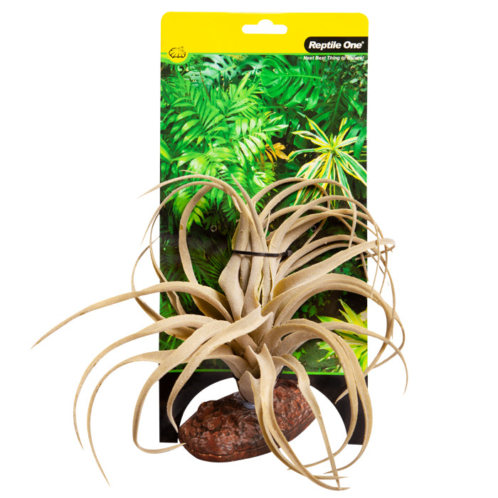 Reptile One Plant Medium Exserta Green With Ceramic Base
