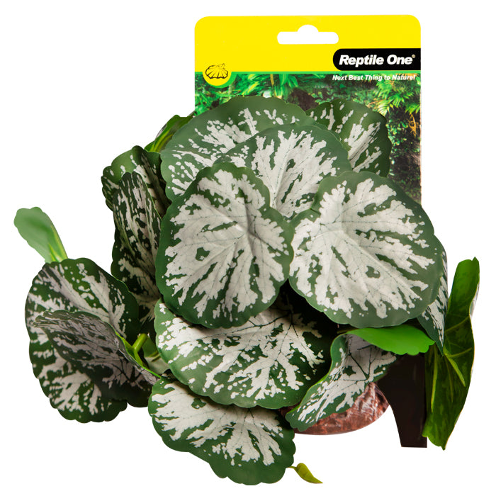 Reptile One Plant Medium Brunnera Green Silver With Ceramic Base