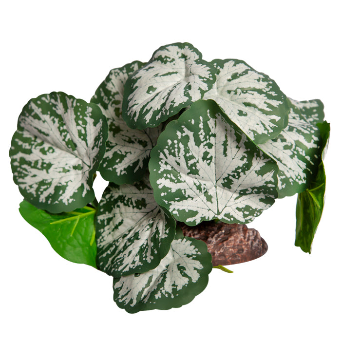 Reptile One Plant Medium Brunnera Green Silver With Ceramic Base