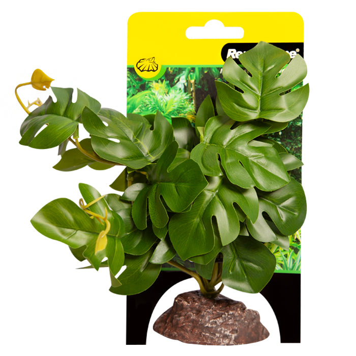Reptile One Plant Medium Rhaphidophora Green With Ceramic Base