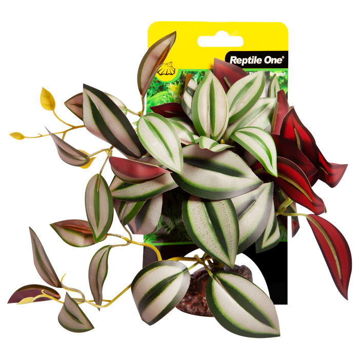 Reptile One Plant Tradescantia With Ceramic Base Small 