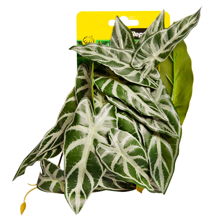 Reptile One Plant Medium Alocasia Green With Ceramic Base