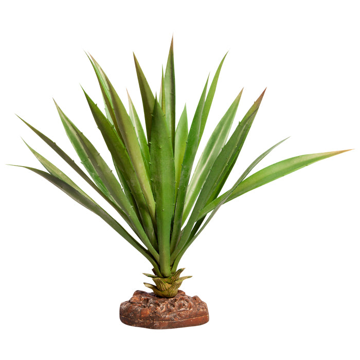 Reptile One Plant Large Succotrina Green With Ceramic Base