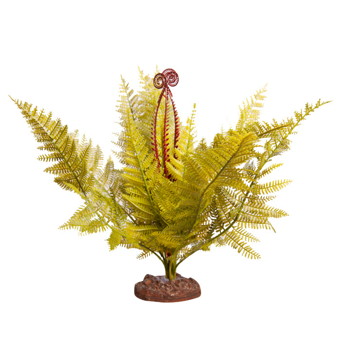 Reptile One Plant Eagle Fern Large With Ceramic Base
