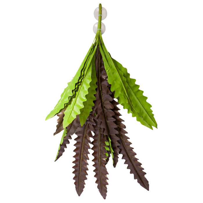 Reptile One Plant Hanging Birds Nest Fern Red/green W/suction Cup 90cm