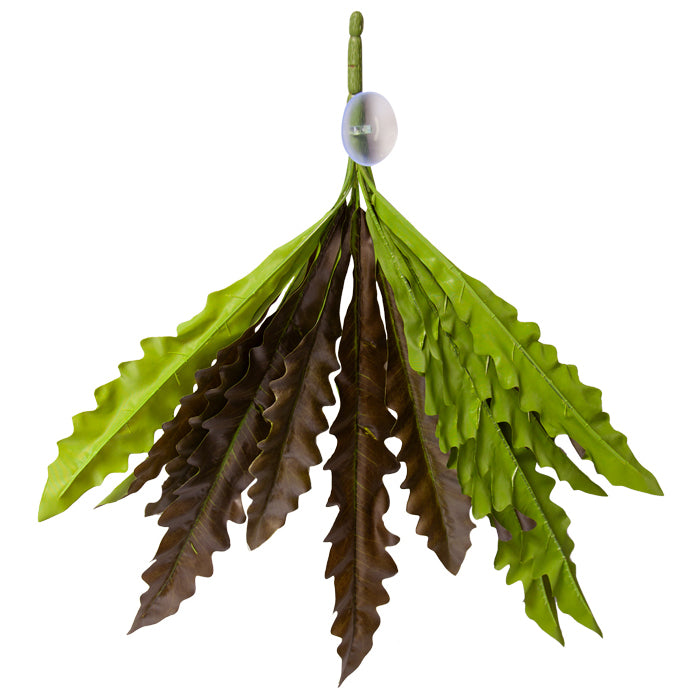 Reptile One Plant Hanging Birds Nest Fern Red/green W/suction Cup 40cm