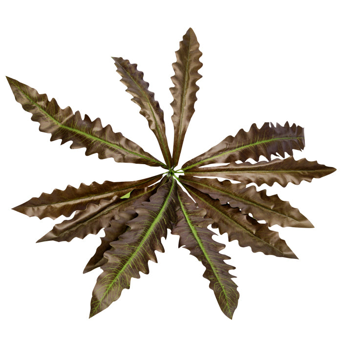 Reptile One Plant Hanging Birds Nest Fern Red/green W/suction Cup 40cm