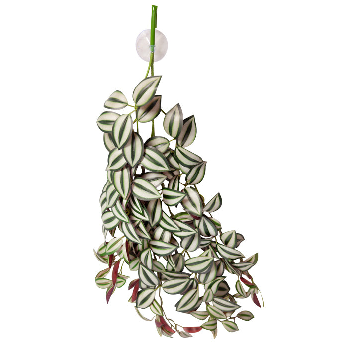 Reptile One Plant Hanging Tradescantia Green/silver W/suction Cup 70cm