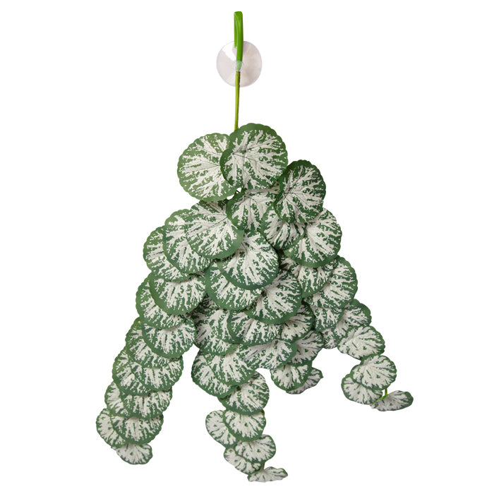 Reptile One Plant Hanging Brunnera Green/silver W/suction Cup 70cm
